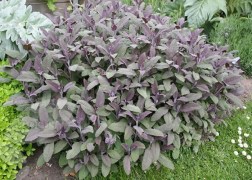 Salvia officinalis Purpurascens / Bordó levelű orvosi zsálya